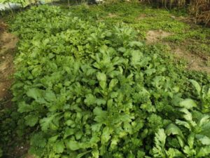 12800324_472068039650548_1031883238526942560_n