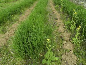 12803252_480085688848783_1897043585628833021_n