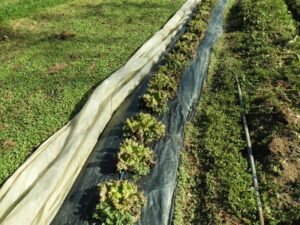 12804754_472067932983892_4268152960376517863_n