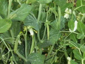 12805928_472933702897315_5926038415158455781_n