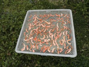 12814421_474901962700489_7085887389955389160_n