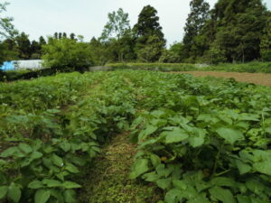 ジャガイモの茎の間引き