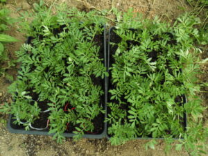 マリーゴールドをポットに移植