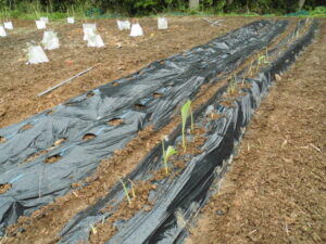 染め用のウコンを植えました。