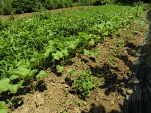 牛蒡の草取りと間引き