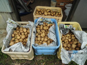 じゃがいもを掘りました。