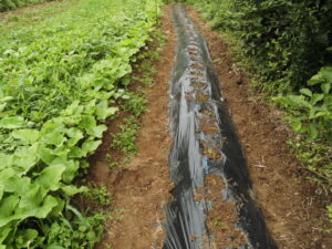 ニラを植えました。