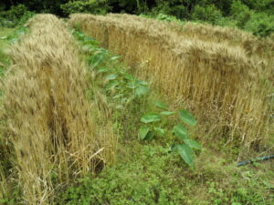 パン用小麦みなみのかおり