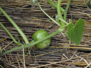 カボチャに麦カラを敷く。