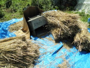 パン用小麦・みなみのかおりを脱穀しました。