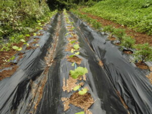 綿を定植、黒マルチ使用。