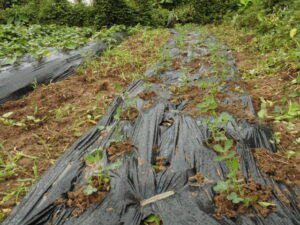 落花生の苗を定植しました。