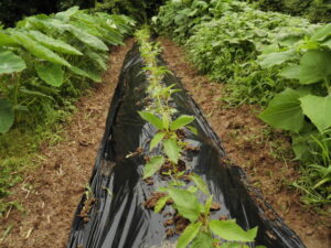 モロヘイヤを定植