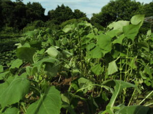 ヤーコンの草とり