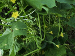 夏 キュウリ 品種 夏スズミ