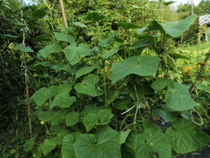 キュウリ 品種 夏スズミ