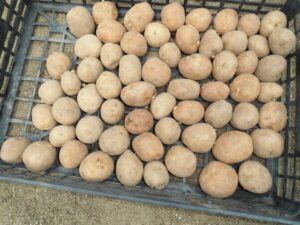 秋ジャガイモを植えました。