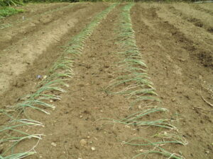 ネギを植えました。