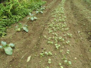 大根の芽が出ました。
