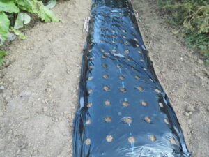 ジャンボニンニクを植える。