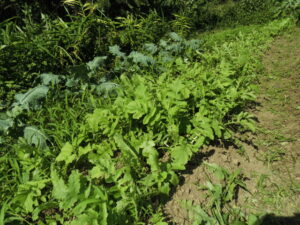 ダイコンの間引き