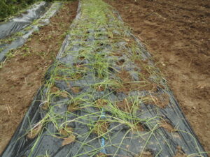 ラッキョの植え方