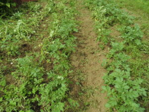 ジャガイモの草取り
