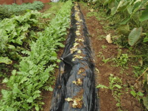 チシャ（サニーレタス）を定植