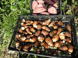 里芋を掘ってみました。