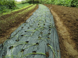 玉ねぎの苗を植えました。