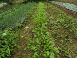 小松菜の間引きをしました。