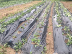 IMG_20220605_070715712